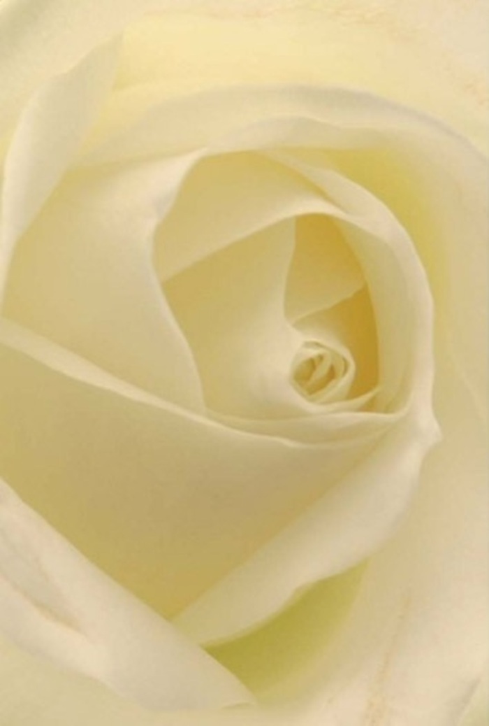 Viewed in gentle, natural light, this classic white rose arranged in Erith seems to pulse with an inner luminosity. The petals unfurl in a tranquil spiral, blending shades of pearl and buttercream that evoke both clarity and warmth, as if the flower were a tranquil reflection of an Erith dawn. Each petal's edge, smooth and slightly translucent, demonstrates a careful patience-a hallmark of local expertise and the artistry found at Erith Florist. The composition prioritises serenity and sophistication, unmarred by excess design, celebrating the rose's innate grace. The spiral center, perfectly formed, suggests resilience and purity-a perfect match for occasions from heartfelt apologies to joyful weddings along West Street. Nuances in light and shadow lend richness, turning each petal into a quiet celebration of nature's wisdom and the thoughtful hands that composed the bloom. There's an almost imperceptible fragrance, pure and subtle, conjuring memories of peaceful mornings and honest emotion. This rose becomes much more than a bloom; it is a quiet witness to love, remembrance, and gentle new beginnings, beautifully fitting for Erith's caring community and the authentic connections it fosters.